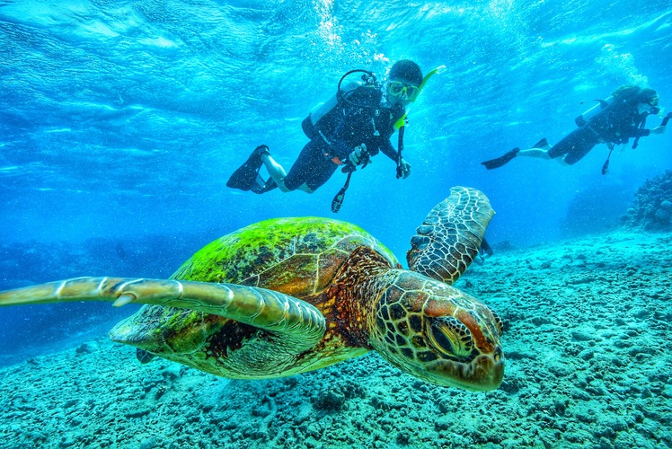 scuba-diving-with-turtle-2021-08-30-01-30-32-utc