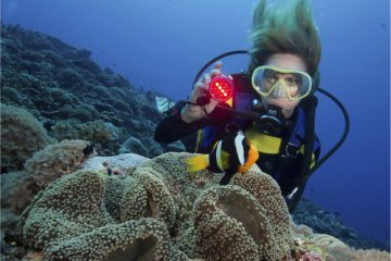 diver-shines-underwater-light-on-a-clark-s-anemone-2021-08-28-07-55-34-utc