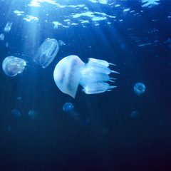 jellyfish-underwater-2021-08-26-16-02-30-utc