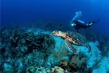 male-scuba-diver-with-dive-light-swims-with-hawksb-2021-08-28-07-34-46-utc