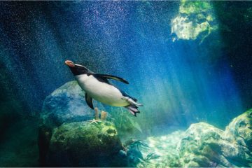 penguin-diving-2021-08-26-16-34-54-utc
