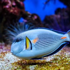 sohal-surgeonfish-underwater-2021-09-04-05-00-04-utc