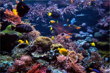 underwater-background-underwater-scene-underwate-2021-08-26-16-36-21-utc 1